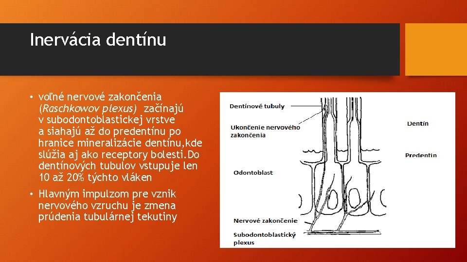 Inervácia dentínu • voľné nervové zakončenia (Raschkowov plexus) začínajú v subodontoblastickej vrstve a siahajú