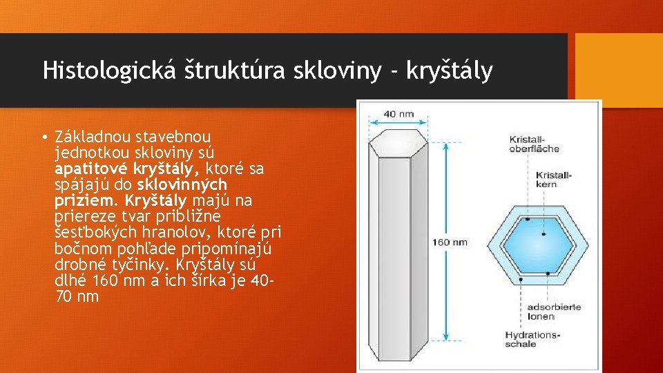 Histologická štruktúra skloviny - kryštály • Základnou stavebnou jednotkou skloviny sú apatitové kryštály, ktoré