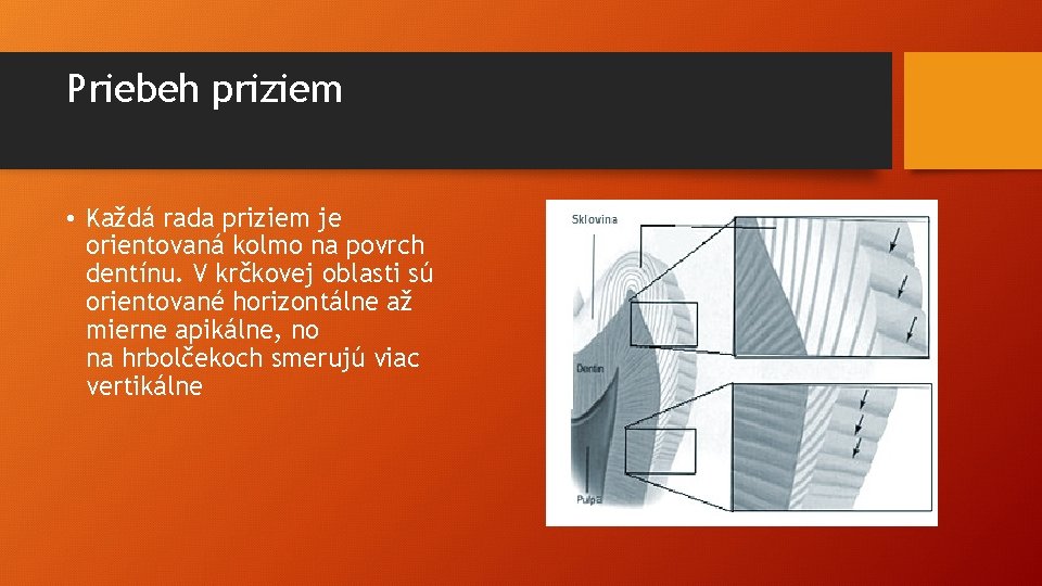 Priebeh priziem • Každá rada priziem je orientovaná kolmo na povrch dentínu. V krčkovej