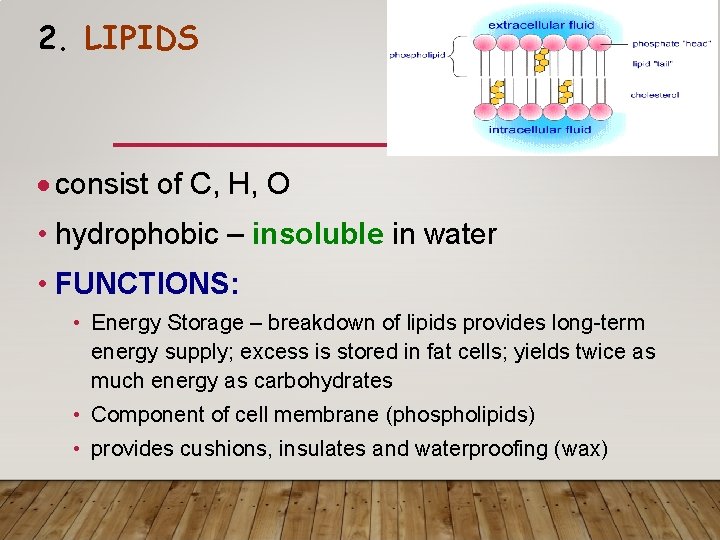 2. LIPIDS consist of C, H, O • hydrophobic – insoluble in water • 2. LIPIDS consist of C, H, O • hydrophobic – insoluble in water •