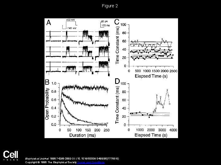 Figure 2 Biophysical Journal 1998 74268 -289 DOI: (10. 1016/S 0006 -3495(98)77785 -9) Copyright