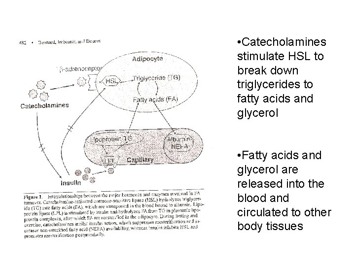  • Catecholamines stimulate HSL to break down triglycerides to fatty acids and glycerol