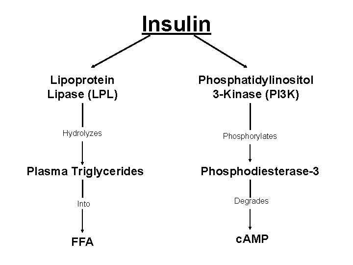 Insulin Lipoprotein Lipase (LPL) Hydrolyzes Plasma Triglycerides Phosphatidylinositol 3 -Kinase (PI 3 K) Phosphorylates