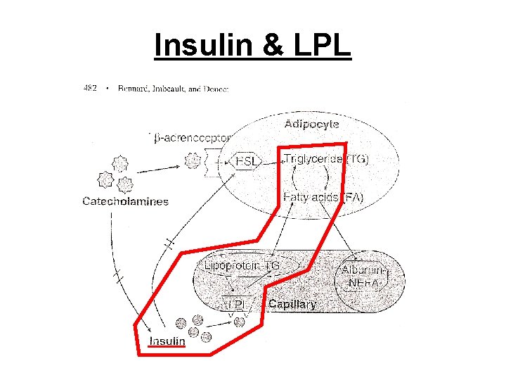 Insulin & LPL 