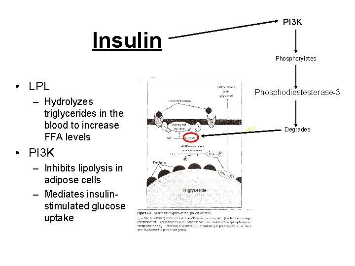 PI 3 K Insulin Phosphorylates • LPL – Hydrolyzes triglycerides in the blood to