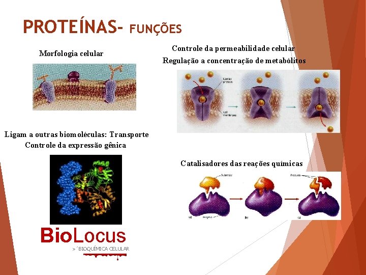 PROTEÍNAS- FUNÇÕES Morfologia celular Controle da permeabilidade celular Regulação a concentração de metabólitos Ligam