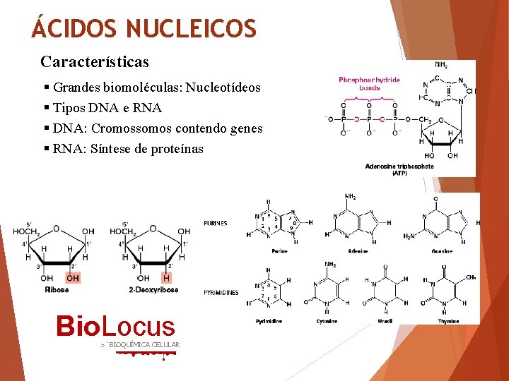 ÁCIDOS NUCLEICOS Características § Grandes biomoléculas: Nucleotídeos § Tipos DNA e RNA § DNA: