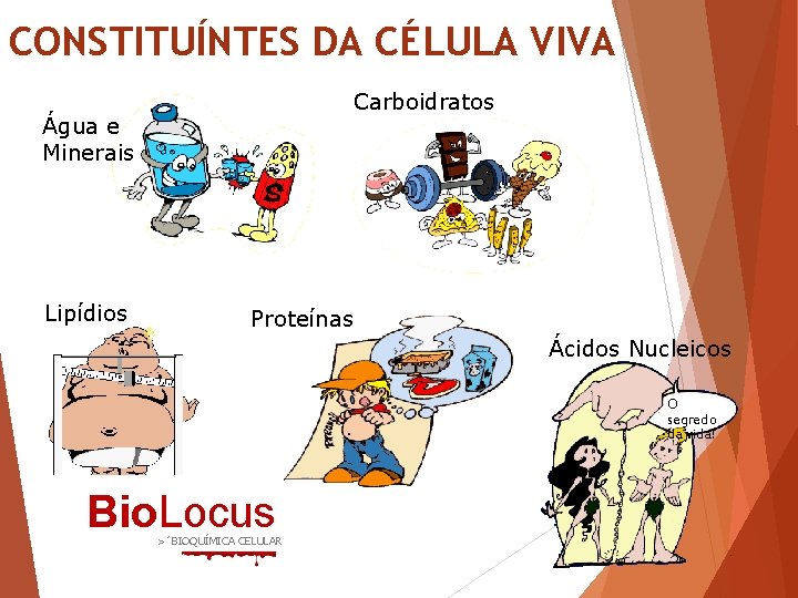 CONSTITUÍNTES DA CÉLULA VIVA Carboidratos Água e Minerais Lipídios Proteínas Ácidos Nucleicos O segredo