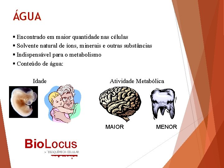 ÁGUA § Encontrado em maior quantidade nas células § Solvente natural de íons, minerais