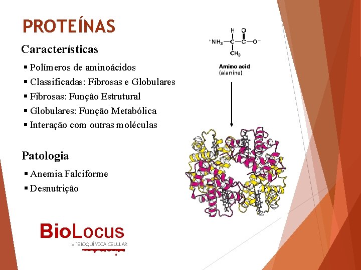PROTEÍNAS Características § Polímeros de aminoácidos § Classificadas: Fibrosas e Globulares § Fibrosas: Função