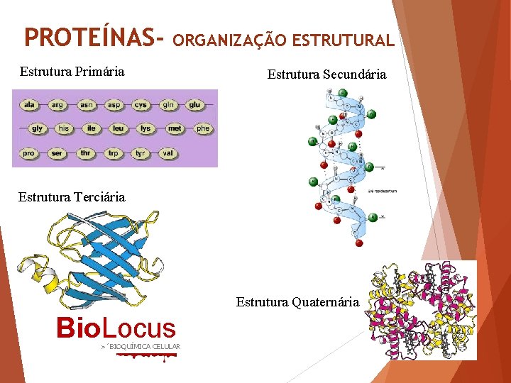 PROTEÍNAS- ORGANIZAÇÃO ESTRUTURAL Estrutura Primária Estrutura Secundária Estrutura Terciária Estrutura Quaternária Bio. Locus >´BIOQUÍMICA