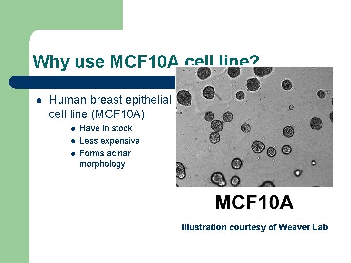 Why use MCF 10 A cell line? l Human breast epithelial cell line (MCF