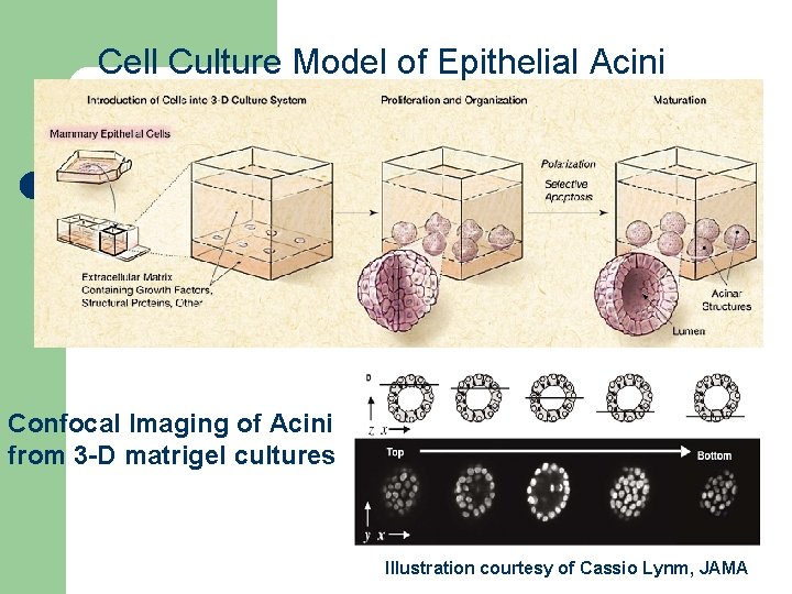 Cell Culture Model of Epithelial Acini Confocal Imaging of Acini from 3 -D matrigel