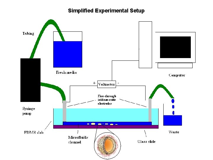 Simplified Experimental Setup 