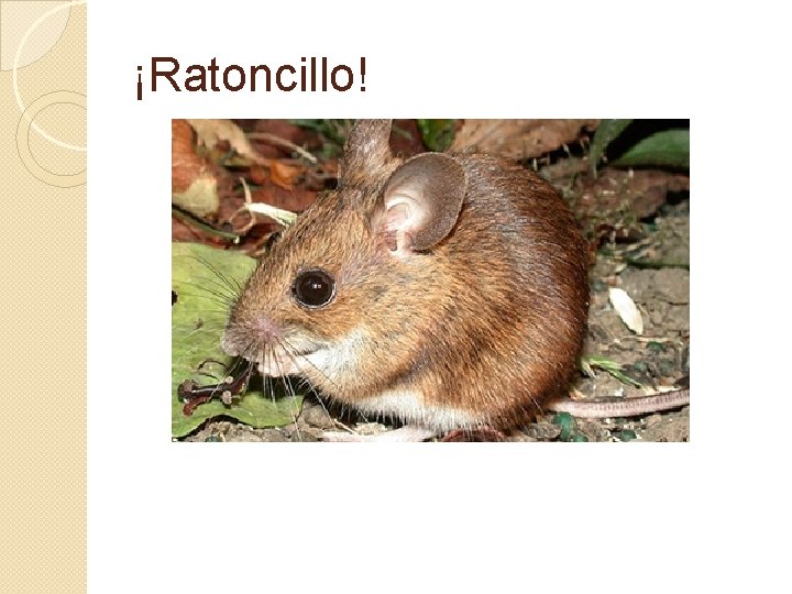 ¡Ratoncillo! 