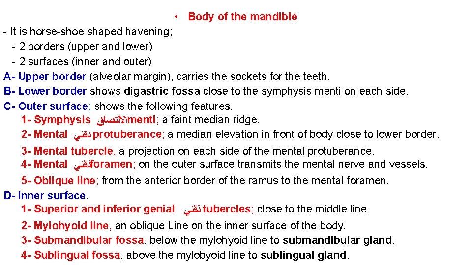  • Body of the mandible - It is horse-shoe shaped havening; - 2