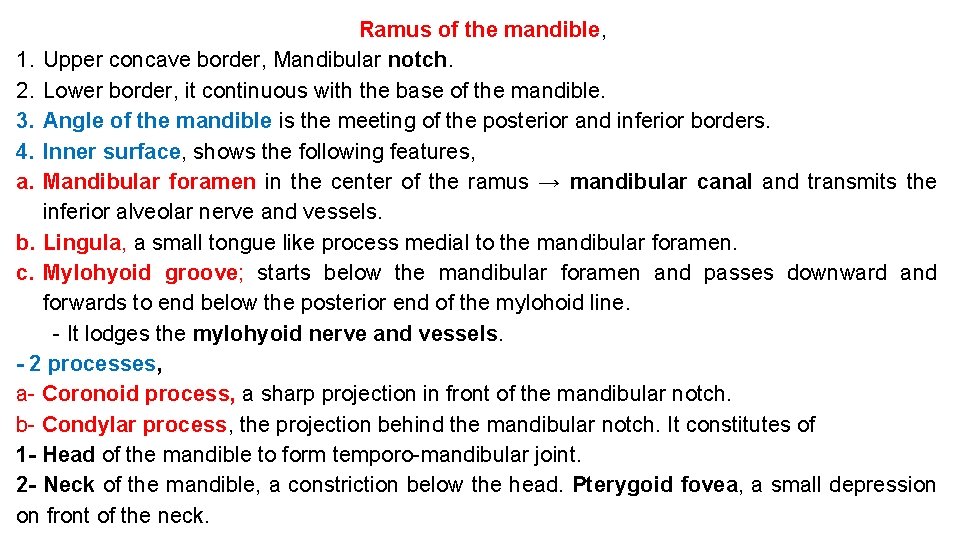Ramus of the mandible, 1. Upper concave border, Mandibular notch. 2. Lower border, it