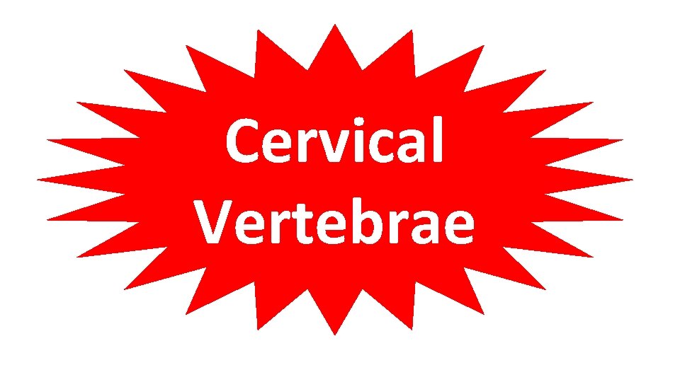 Cervical Vertebrae 