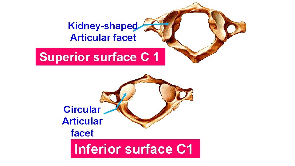 Kidney-shaped Articular facet Superior surface C 1 Circular Articular facet Inferior surface C 1