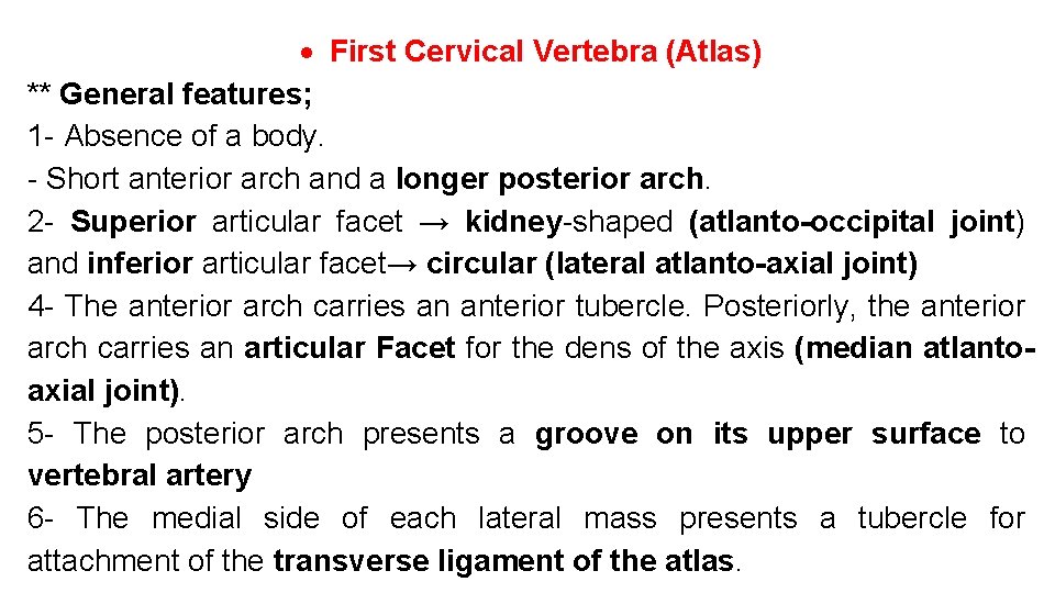  First Cervical Vertebra (Atlas) ** General features; 1 - Absence of a body.