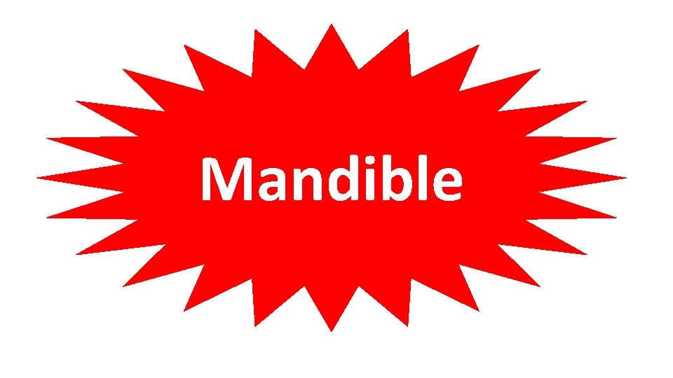 Mandible 