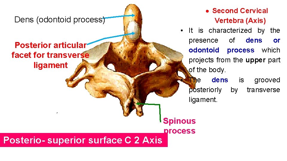 Dens (odontoid process) Posterior articular facet for transverse ligament Posterio- superior surface C 2