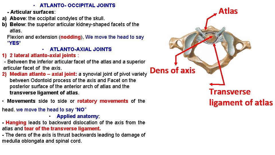  • ATLANTO- OCCIPITAL JOINTS - Articular surfaces: a) Above: the occipital condyles of
