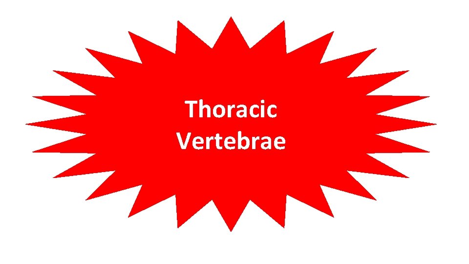 Thoracic Vertebrae 