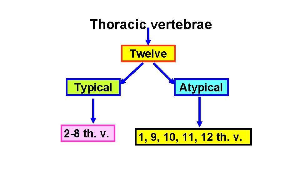 Thoracic vertebrae Twelve Typical 2 -8 th. v. Atypical 1, 9, 10, 11, 12