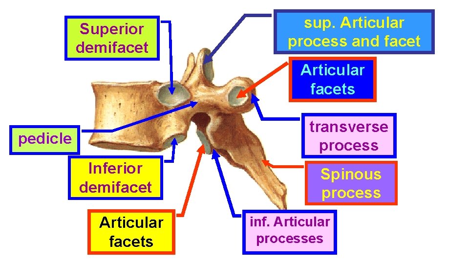 Superior demifacet sup. Articular process and facet Articular facets transverse process pedicle Inferior demifacet