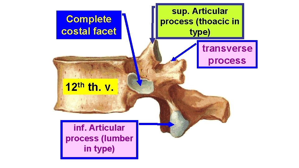 Complete costal facet sup. Articular process (thoacic in type) transverse process 12 th th.