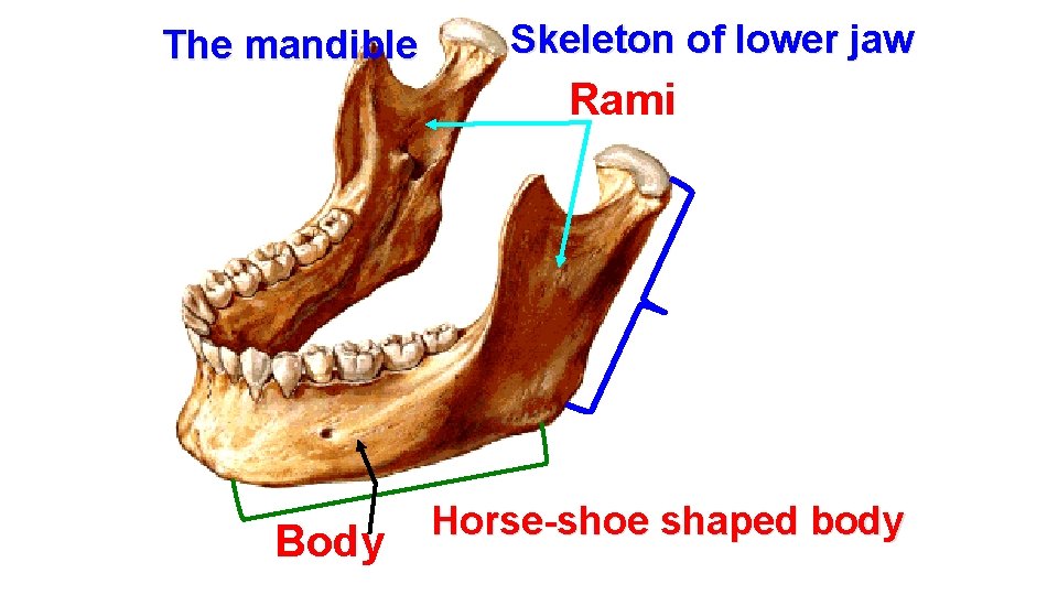 The mandible Skeleton of lower jaw Rami Body Horse-shoe shaped body 