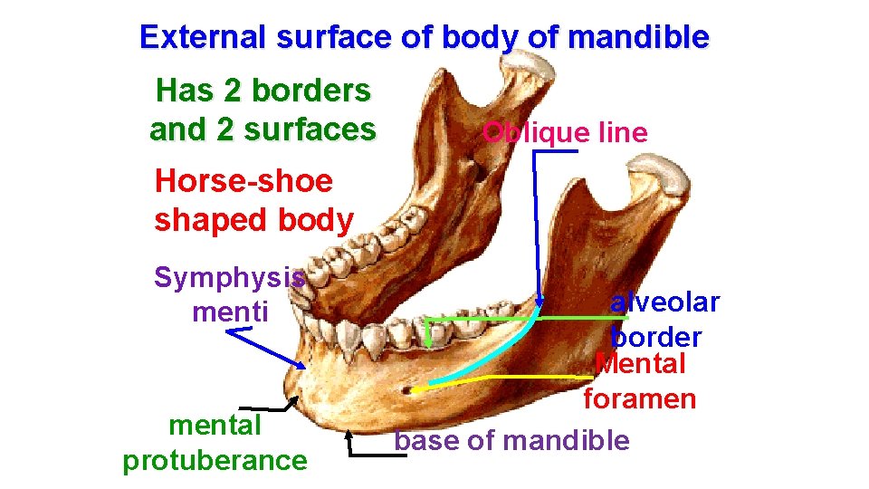 External surface of body of mandible Has 2 borders and 2 surfaces Oblique line