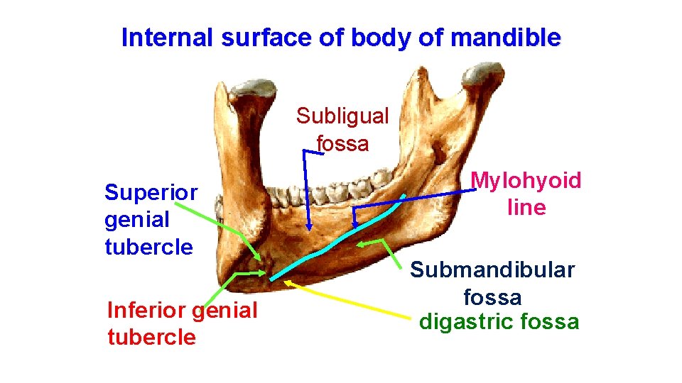Internal surface of body of mandible Subligual fossa Superior genial tubercle Inferior genial tubercle
