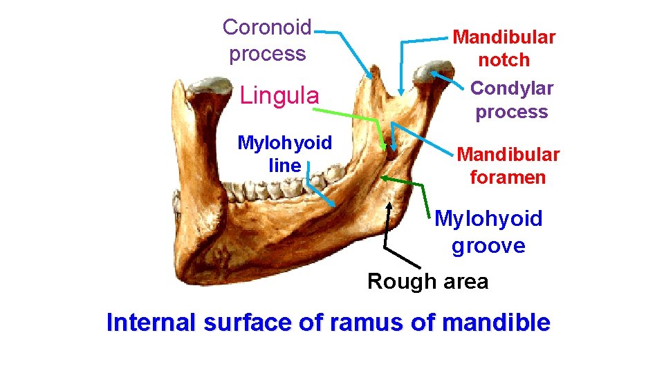 Coronoid process Lingula Mylohyoid line Mandibular notch Condylar process Mandibular foramen Mylohyoid groove Rough