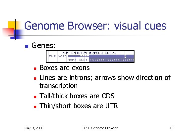 Genome Browser: visual cues n Genes: n n Boxes are exons Lines are introns;