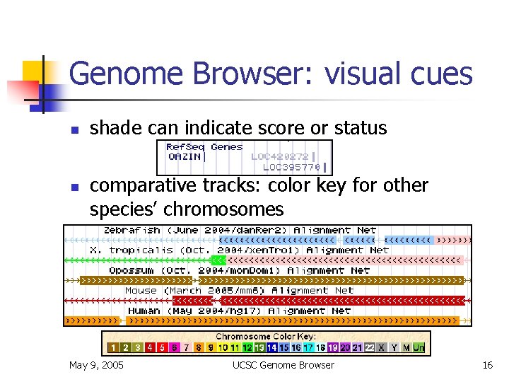 Genome Browser: visual cues n n shade can indicate score or status comparative tracks: