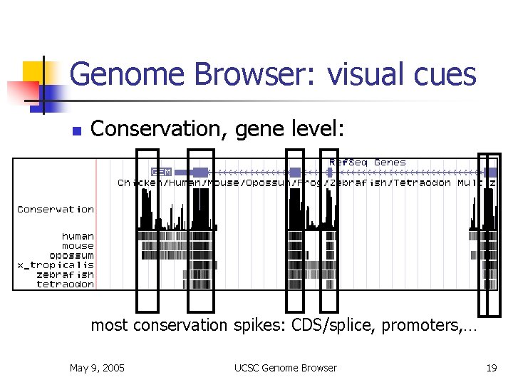 Genome Browser: visual cues n Conservation, gene level: n most conservation spikes: CDS/splice, promoters,