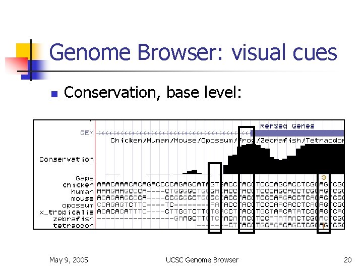 Genome Browser: visual cues n Conservation, base level: May 9, 2005 UCSC Genome Browser