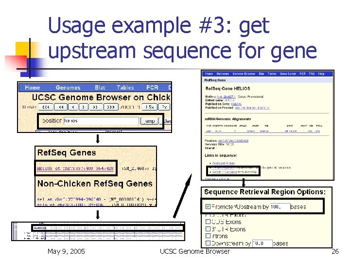 Usage example #3: get upstream sequence for gene May 9, 2005 UCSC Genome Browser