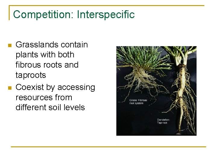Competition: Interspecific n n Grasslands contain plants with both fibrous roots and taproots Coexist