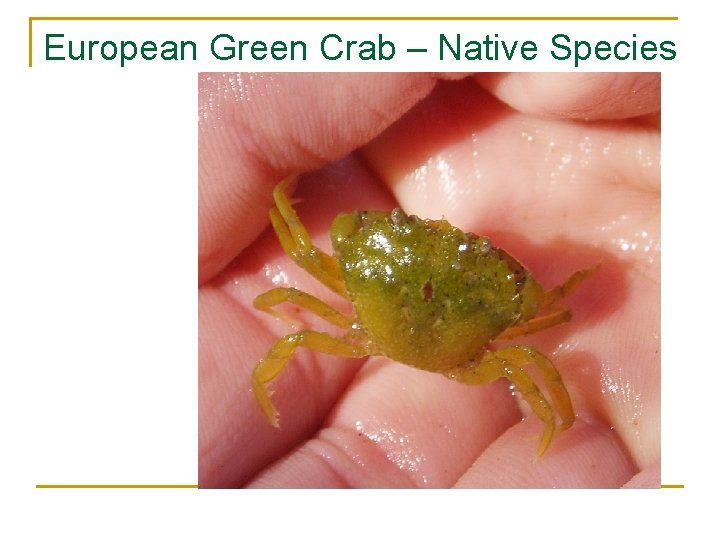 European Green Crab – Native Species 