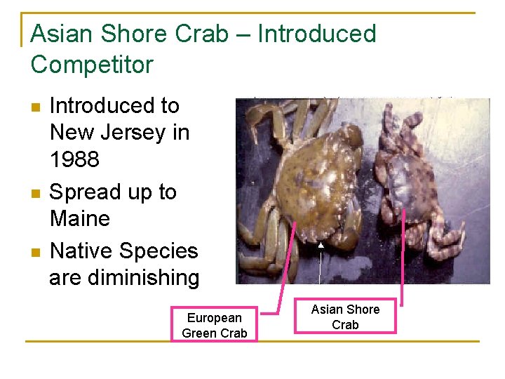 Asian Shore Crab – Introduced Competitor n n n Introduced to New Jersey in