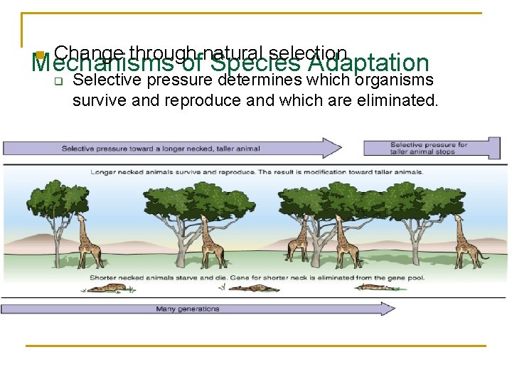 n Change through natural selection Mechanisms of Species Adaptation q Selective pressure determines which