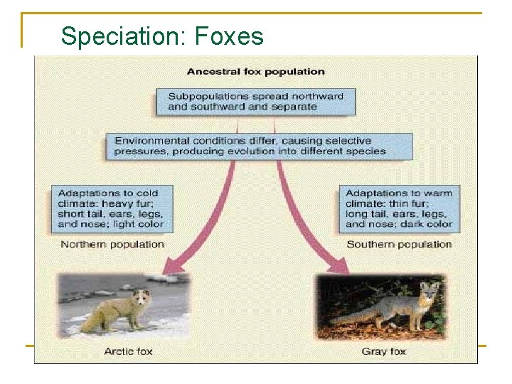 Speciation: Foxes 
