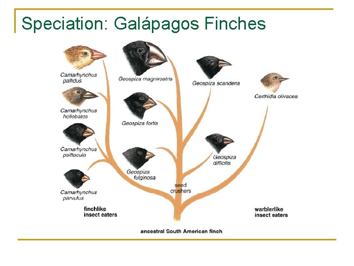 Speciation: Galápagos Finches 