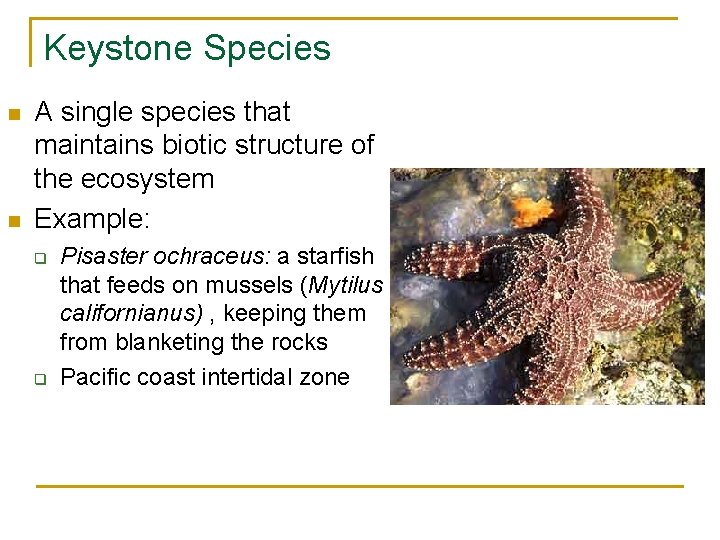 Keystone Species n n A single species that maintains biotic structure of the ecosystem