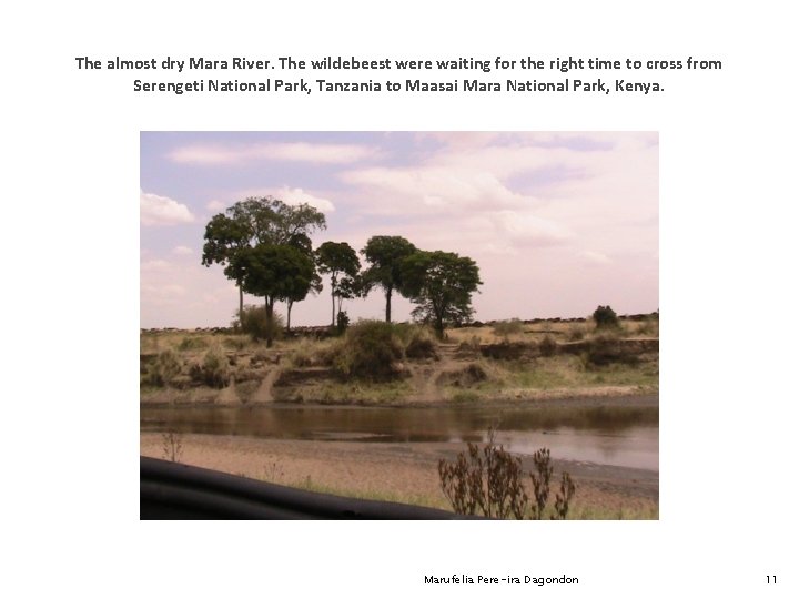 The almost dry Mara River. The wildebeest were waiting for the right time to