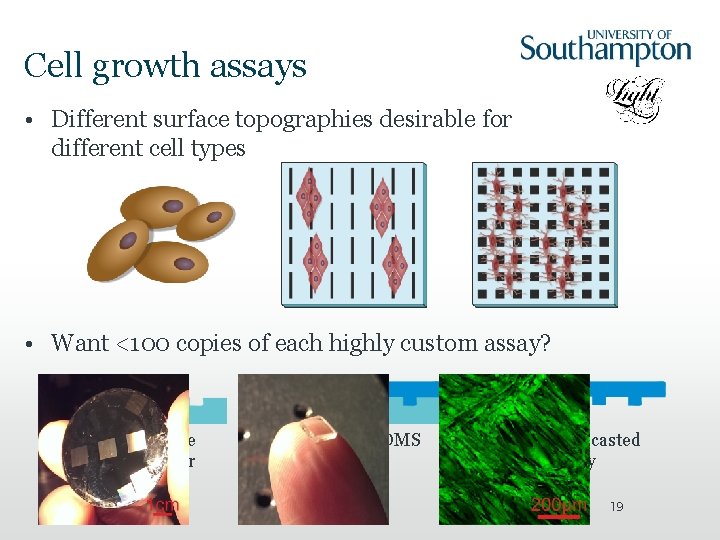 Cell growth assays • Different surface topographies desirable for different cell types • Want