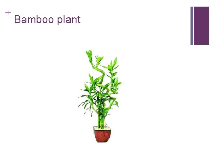 + Bamboo plant 